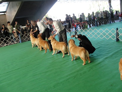 Conferência Sulamericana de Medicina Veterinária