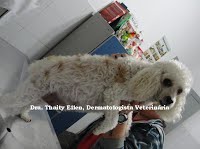 Cão Tony - Hiperadrenocorticismo