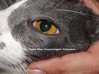 Gato Petrusko - Uveíte